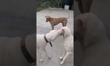 Morning Yoga ????‍♀️ With My Blood #shorts | Fun Filled