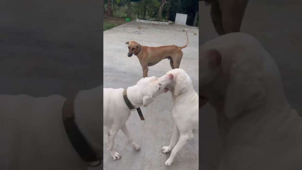 Morning Yoga ????♀️ With My Blood #shorts | Fun Filled