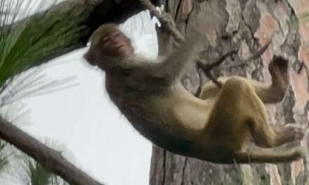 MONKEY DOING MORNING YOGA IN UTTARAKHAND || MONKEY FOREST IN MOUNTAINS || #monkeyforest #monkey