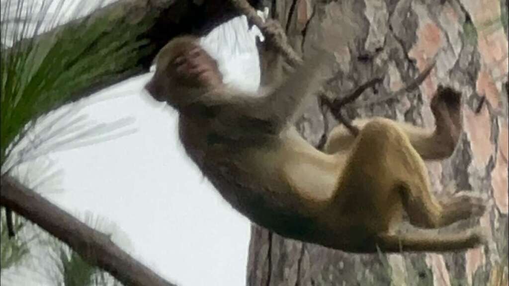MONKEY DOING MORNING YOGA IN UTTARAKHAND || MONKEY FOREST IN MOUNTAINS || #monkeyforest #monkey