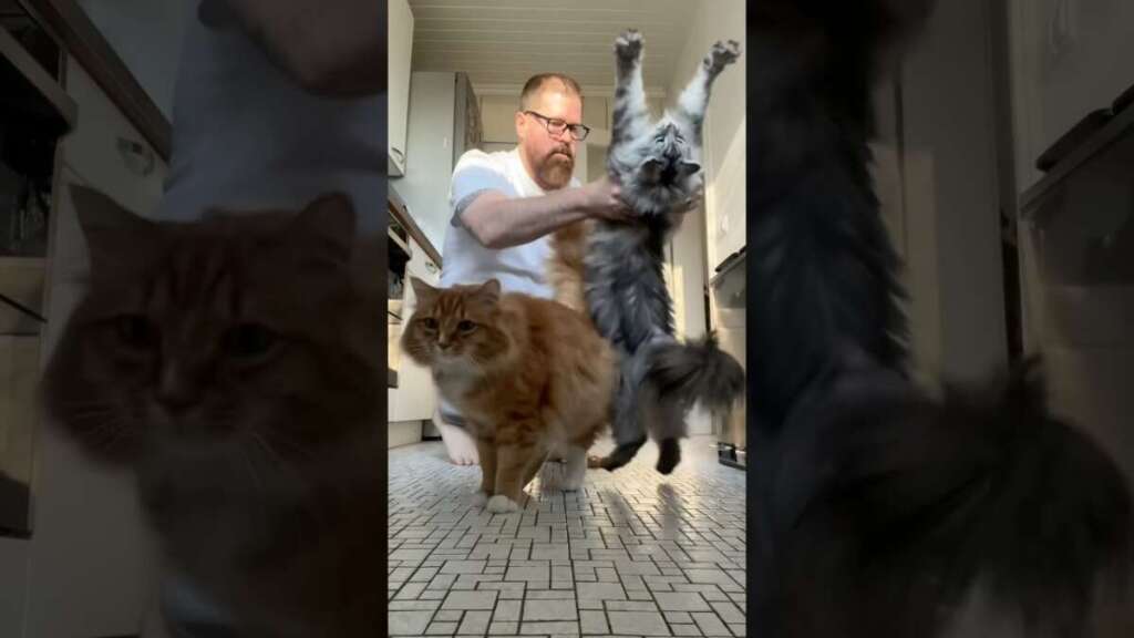 Morning Yoga Routine 🧘😻 #catyoga #stretch #bigstretch #morningroutine