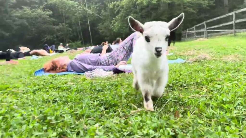 A Great Morning Of Goat Yoga!