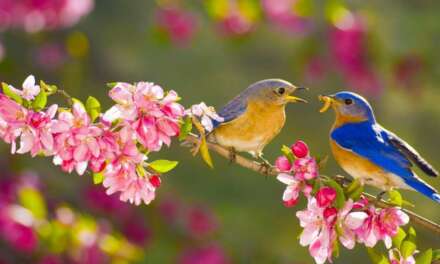 Deep Sleep Music 24/7, Sleeping Music, Insomnia, Meditation Music, Zen, Yoga, Study Music, Sleep