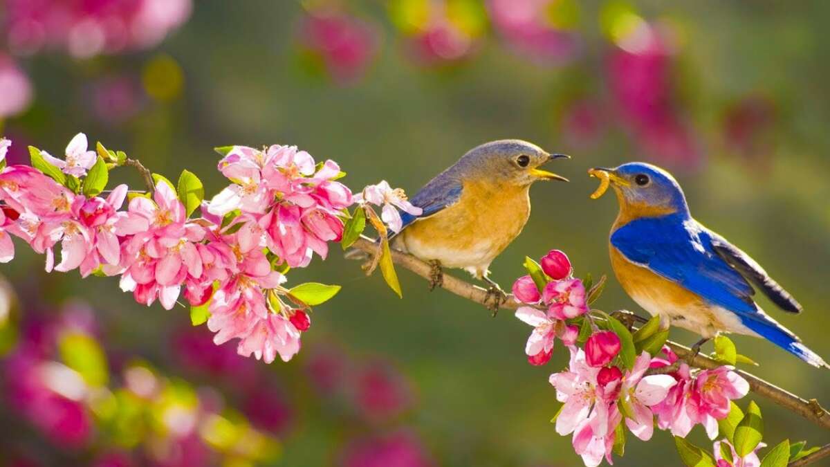 Deep Sleep Music 24/7, Sleeping Music, Insomnia, Meditation Music, Zen, Yoga, Study Music, Sleep