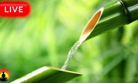 🔴 Relaxing Music 24/7, Sleep Music, Stress Relief Music, Spa, Meditation, Yoga, Zen, Sleeping Music