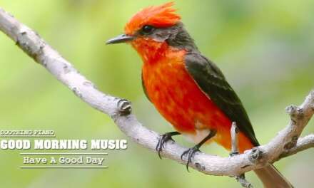 Morning Music 🌿Study Music, Classical Music For Relaxation, Stress Relief Music, Yoga Music To Relax