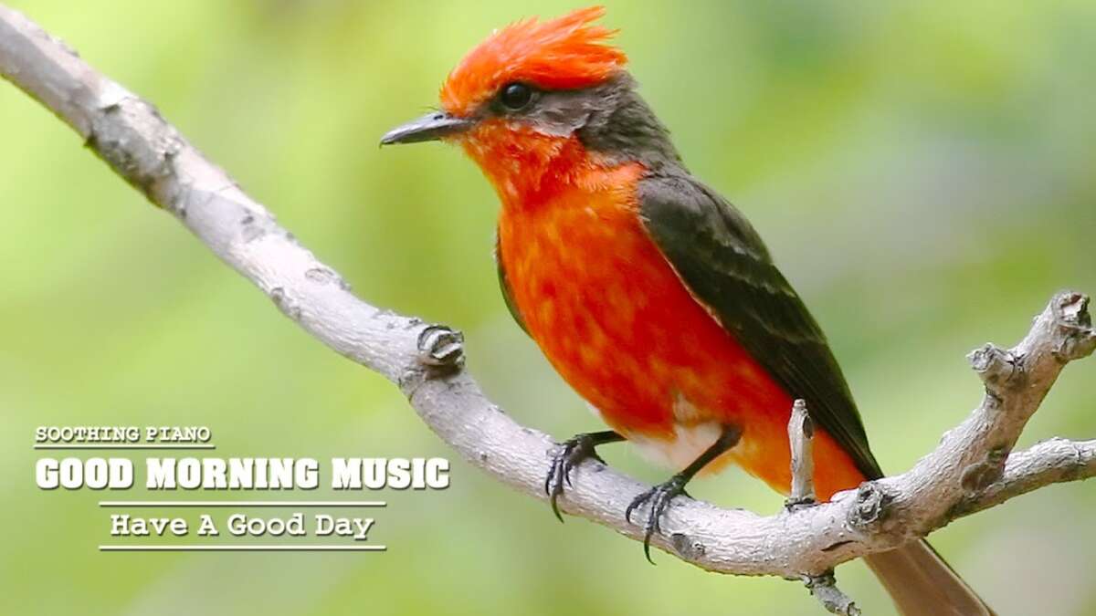 Morning Music 🌿Study Music, Classical Music For Relaxation, Stress Relief Music, Yoga Music To Relax