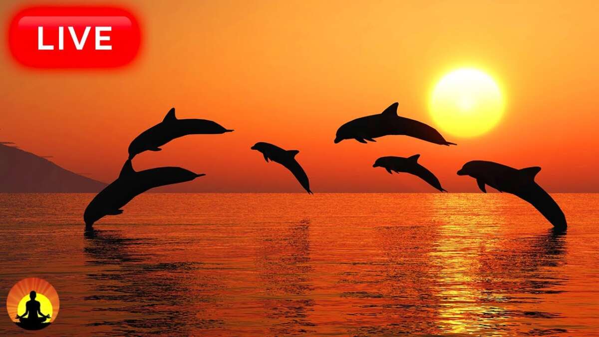 🔴 Relaxing Music 24/7, Stress Relief Music, Sleep Music, Meditation Music, Study, Calming Music